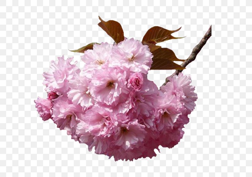 National Cherry Blossom Festival Hanami Flower, PNG, 699x575px, Blossom, Branch, Cherry Blossom, Cut Flowers, Floral Design Download Free