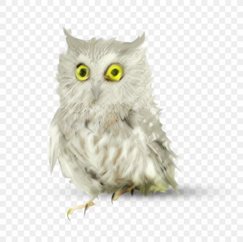 Owl Bird ForgetMeNot Clip Art, PNG, 2362x2362px, Owl, Android, Beak, Bird, Bird Of Prey Download Free
