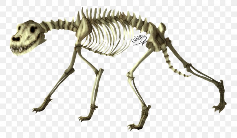 Skeleton Dog Coyote Animal Ethiopian Wolf, PNG, 900x527px, Skeleton, Animal, Animal Figure, Bone, Canis Download Free