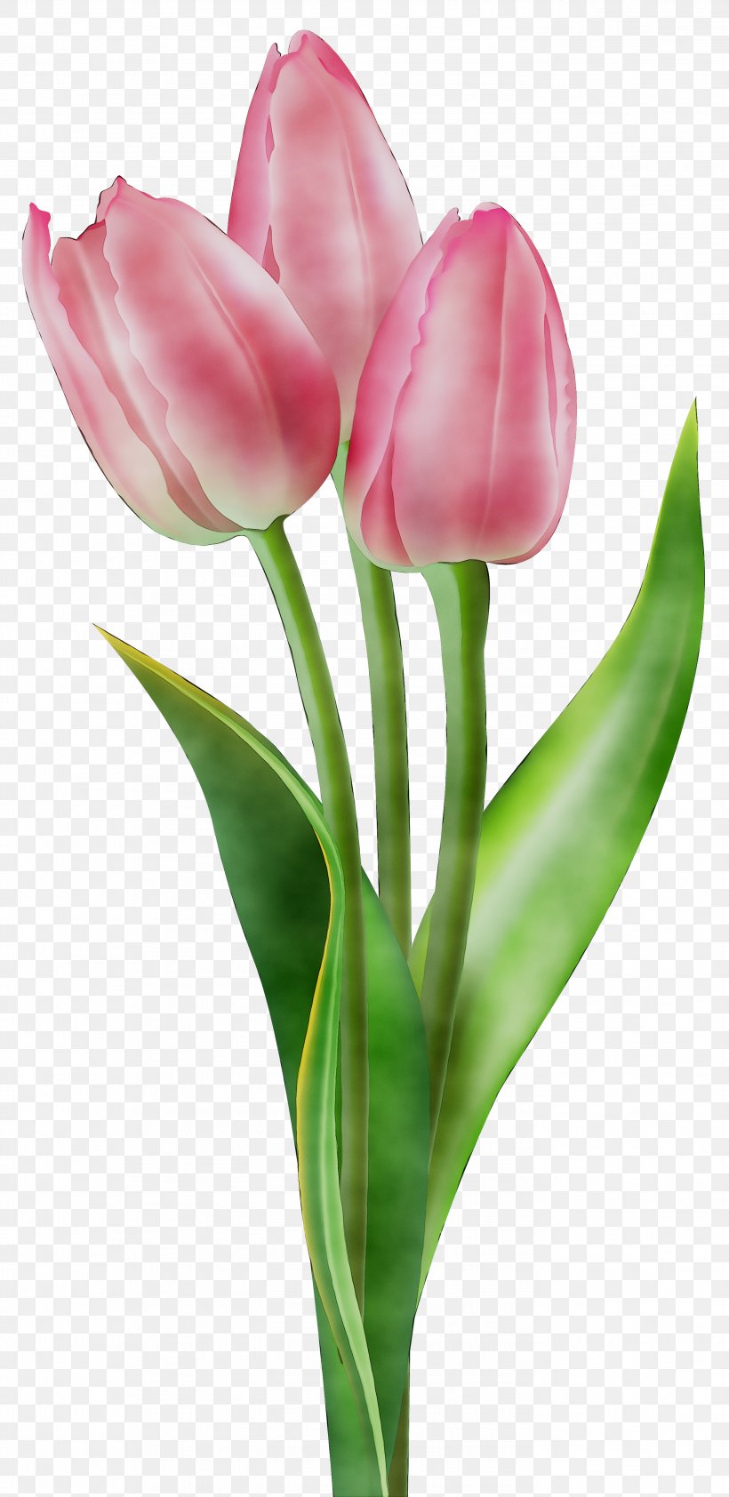 Tulip Clip Art Flower Image, PNG, 2782x5714px, Tulip, Botany, Bud, Cut Flowers, Floral Design Download Free