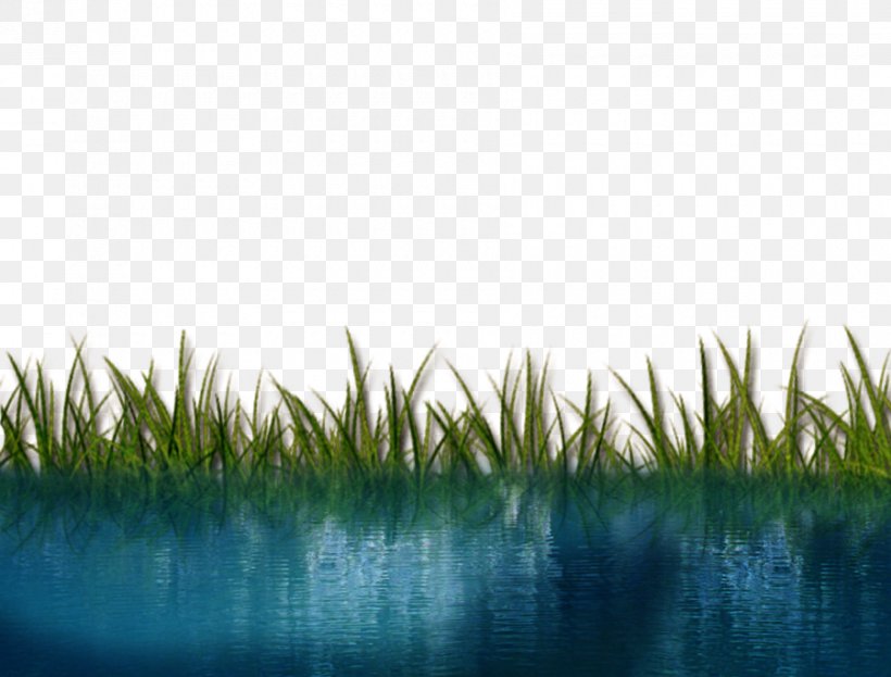Water, PNG, 900x684px, Water, Calm, Drop, Grass, Grass Family Download Free