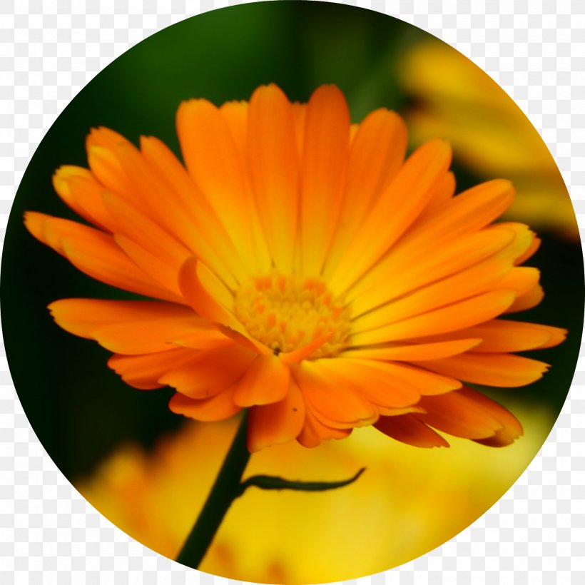 Calendula Officinalis Marigold Flower Essential Oil Herb, PNG, 2000x2000px, Calendula Officinalis, Calendula, Calendula Arvensis, Close Up, Daisy Family Download Free