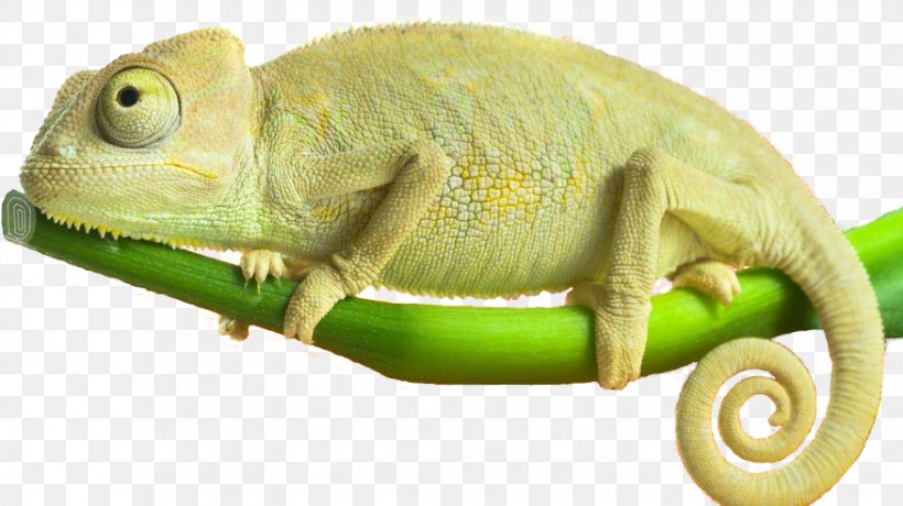 Chameleons Reptile Amphibians Iguanas, PNG, 876x492px, Chameleons, Amphibians, Animal, Chameleon, Expert Download Free