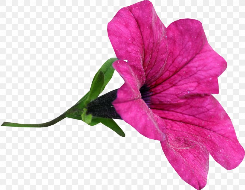 Flower Snezha, Burgas Province Marvel-of-peru, PNG, 1200x935px, Flower, Album, Animation, Annual Plant, Azalea Download Free