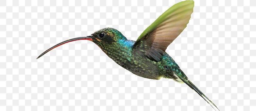 Hummingbird Lossless Compression, PNG, 590x357px, Hummingbird, Animal, Beak, Bird, Computer Software Download Free