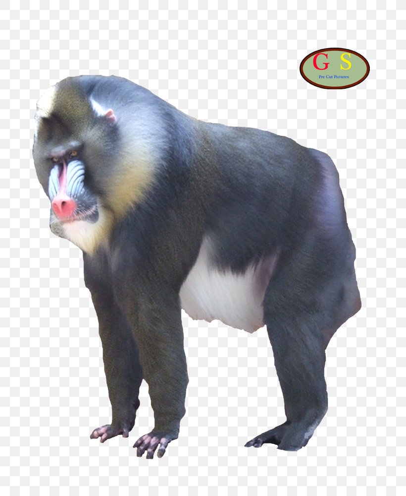 Mandrill Primate Mammal Cercopithecidae Monkey, PNG, 800x1000px, Mandrill, Animal, Baboons, Cercopithecidae, Cercopithecini Download Free