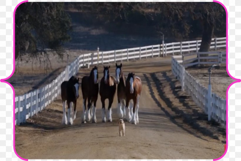 Clydesdale Horse Budweiser Puppy Dog Beer, PNG, 858x577px, Clydesdale Horse, Advertisement Film, Advertising, Anheuserbusch, Beer Download Free