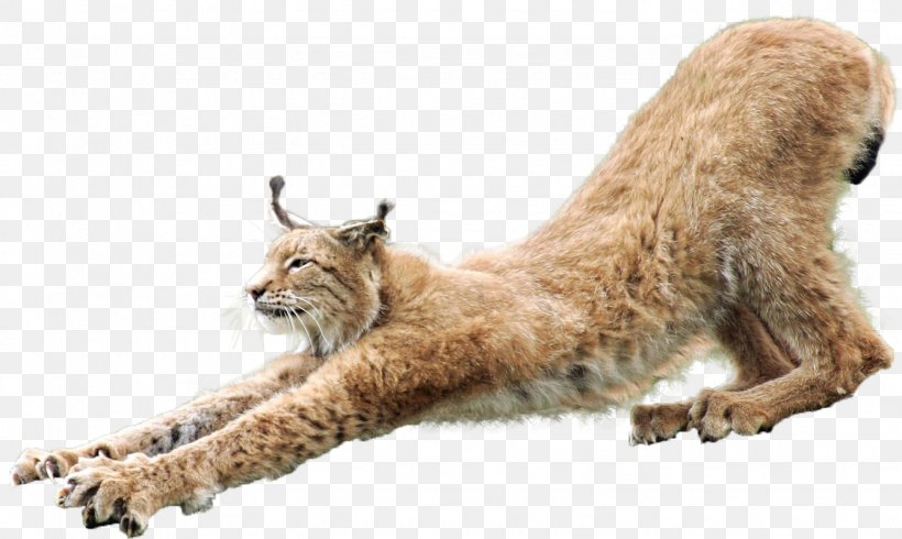 Eurasian Lynx Wildcat Clip Art, PNG, 1335x799px, Eurasian Lynx, Animal, Big Cats, Canada Lynx, Carnivoran Download Free