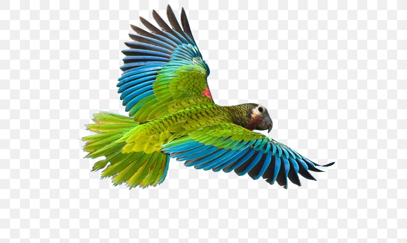 Greater Vasa Parrot Bird Cuban Amazon Macaw, PNG, 533x489px, Parrot, Amazon Parrot, Beak, Bird, Common Pet Parakeet Download Free