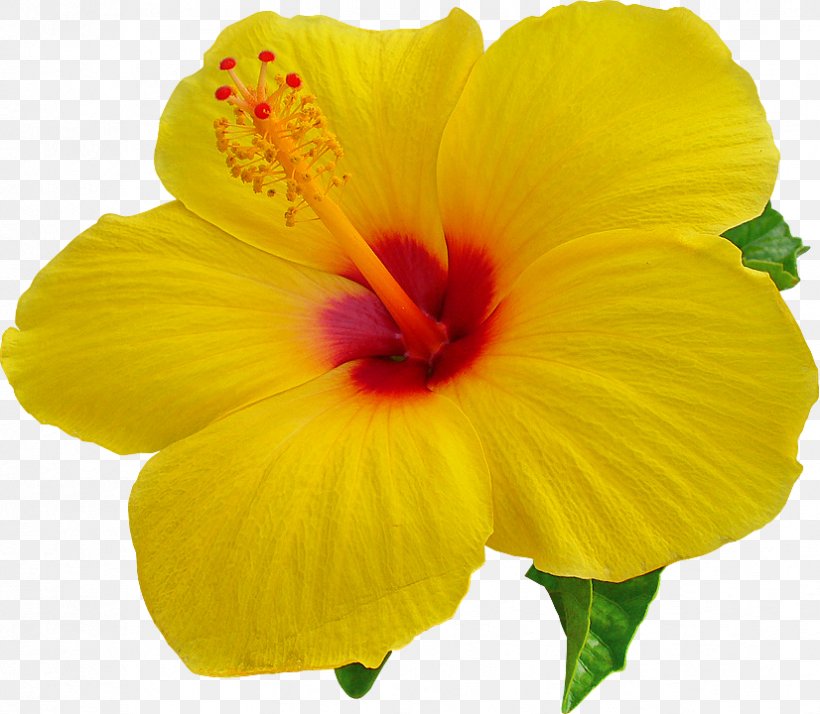 Hawaii Desktop Wallpaper Hibiscus Clip Art, PNG, 826x720px, Hawaii, Annual Plant, Chinese Hibiscus, Flower, Flowering Plant Download Free