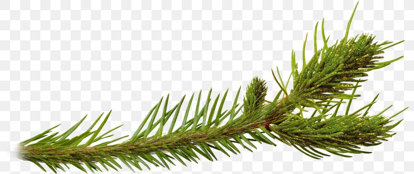 Pine Spruce Larch Plant Clip Art, PNG, 800x345px, Pine, Branch, Conifer, Fir, Grass Download Free
