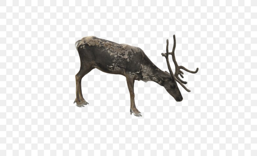 Reindeer Moose Elk, PNG, 500x500px, Reindeer, Antler, Deer, Elk, Fauna Download Free