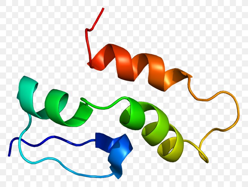 Small Nuclear Ribonucleoprotein Polypeptide C SnRNP Small Nuclear RNA, PNG, 817x619px, Protein, Artwork, Ewing Sarcoma Breakpoint Region 1, Membrane Transport Protein, Organism Download Free