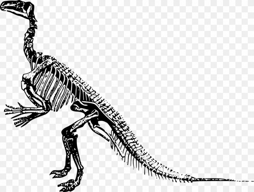 Tyrannosaurus Velociraptor Stegosaurus Iguanodon Triceratops, PNG, 952x720px, Tyrannosaurus, Artwork, Black And White, Bone, Carnivoran Download Free