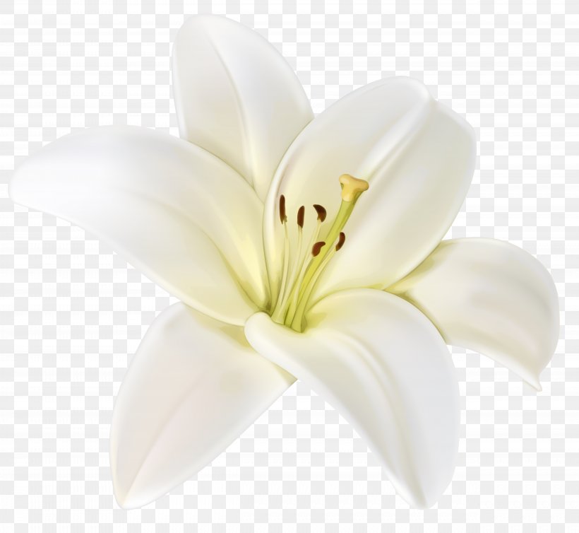 Cut Flowers Lilium Clip Art, PNG, 4961x4563px, Flower, Cut Flowers, Flowering Plant, Liliaceae, Lilium Download Free