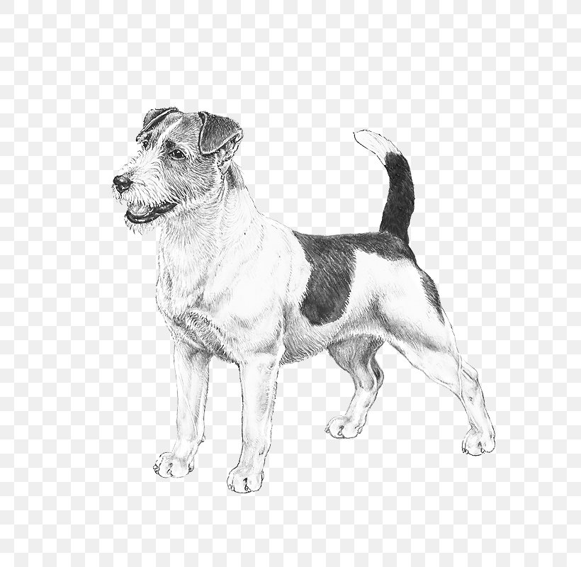 Dog Breed Jack Russell Terrier Puppy American Staffordshire Terrier Bergamasco Shepherd, PNG, 800x800px, Dog Breed, American Staffordshire Terrier, Bergamasco Shepherd, Black And White, Breed Download Free