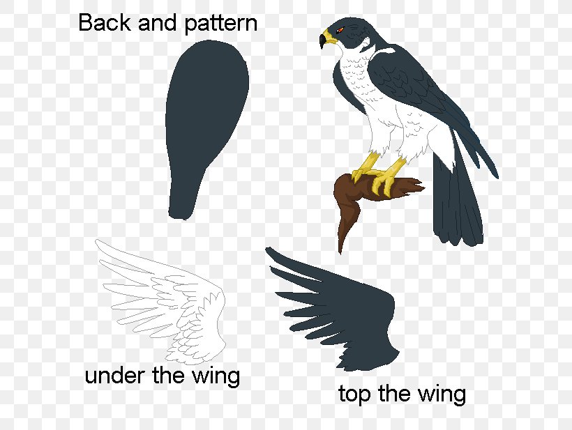 Eagle Bird Of Prey Drawing Hawk, PNG, 641x617px, Eagle, Art, Beak, Bird, Bird Of Prey Download Free