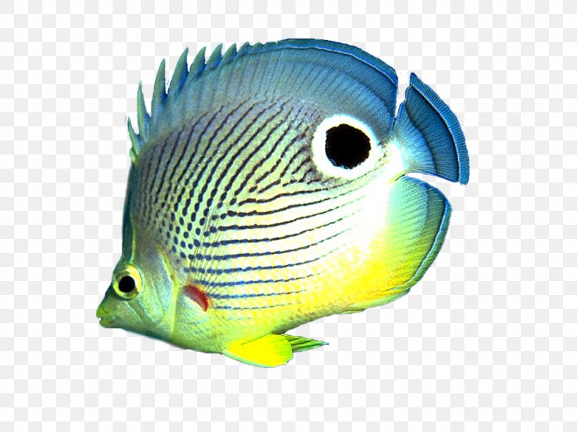 Koi Aquarium Screensaver Angelfish, PNG, 1024x768px, Koi, Angelfish, Aquarium, Aquarium Fish Feed, Beak Download Free