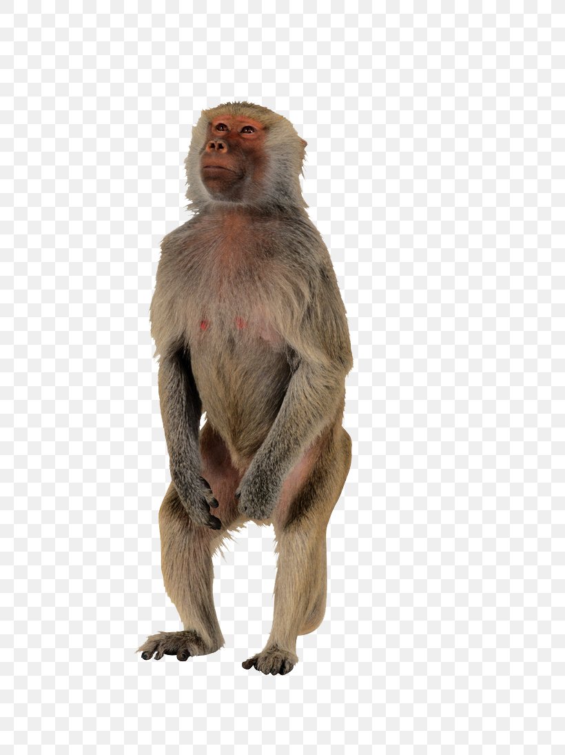Macaque Monkey Polar Bear Primate Ape, PNG, 650x1095px, Macaque, Animal, Ape, Baboons, Cuteness Download Free