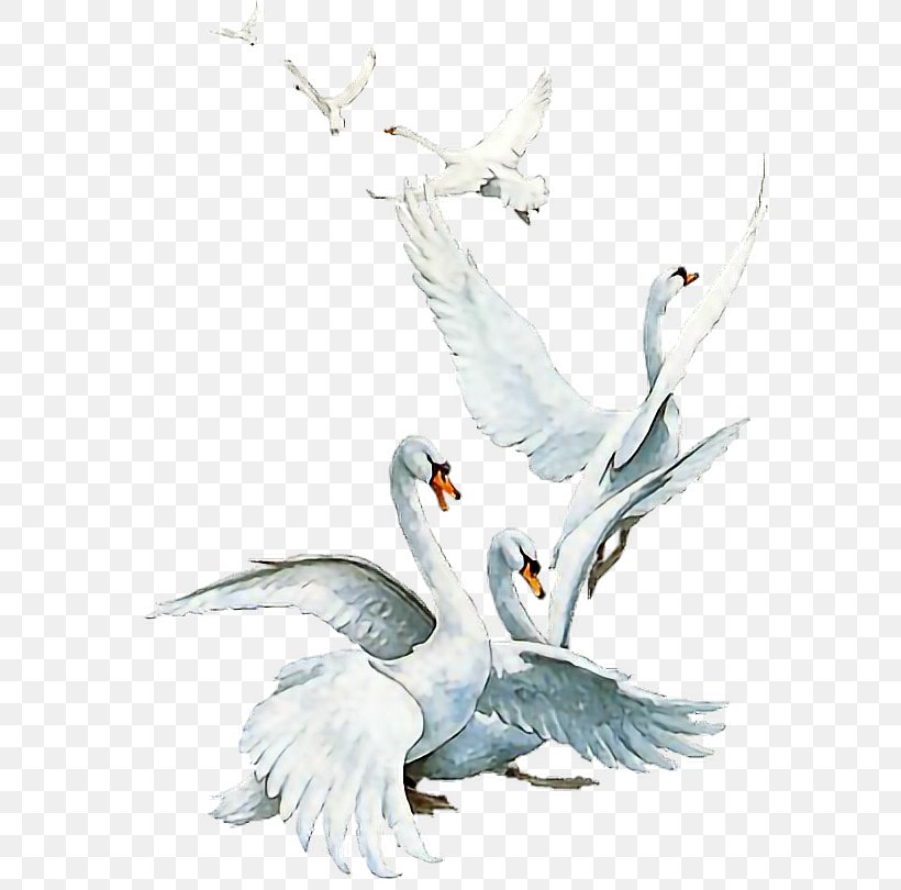 Tundra Swan Duck Bird, PNG, 582x810px, Tundra Swan, Animal, Art, Beak, Bird Download Free