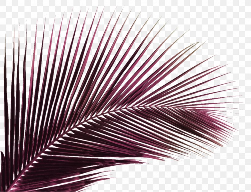 Coconut Vector Graphics Palm Trees Clip Art, PNG, 1045x800px, Coconut, Asian Palmyra Palm, Coconut Oil, Drawing, Leaf Download Free