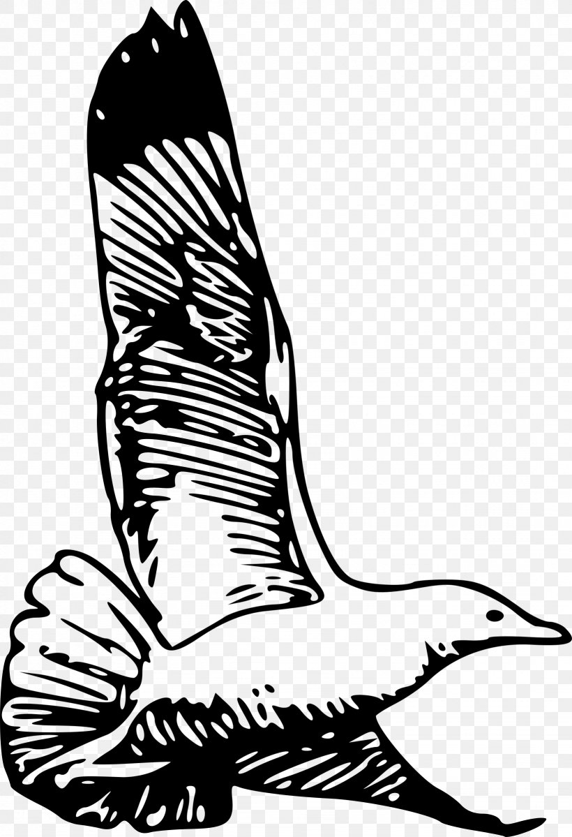 European Herring Gull American Herring Gull Clip Art, PNG, 1641x2400px, Watercolor, Cartoon, Flower, Frame, Heart Download Free