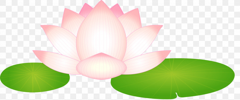Lotus Flower, PNG, 2999x1251px, Lotus, Aquatic Plant, Flower, Green, Leaf Download Free
