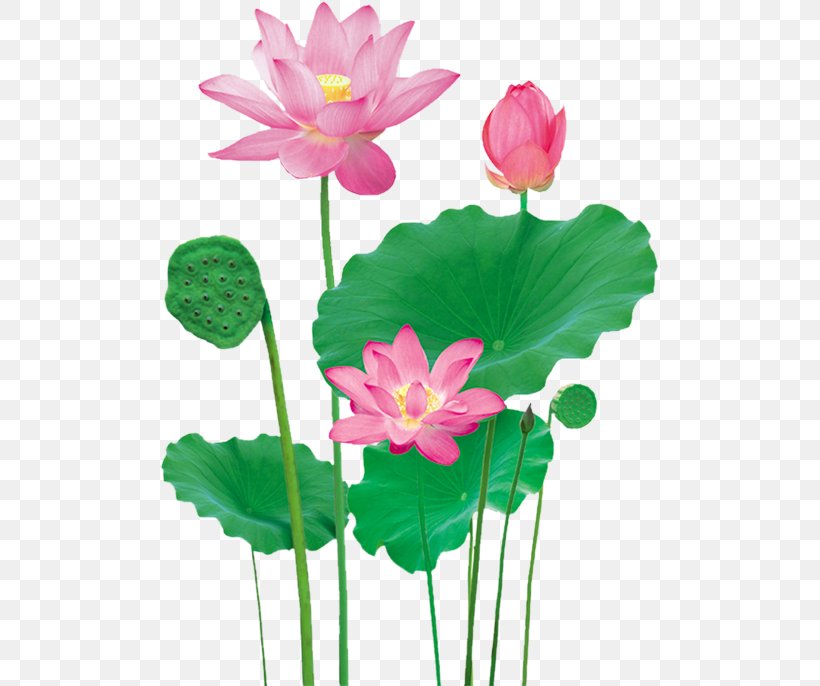 Lotus Pond Nelumbo Nucifera, PNG, 500x686px, Lotus Pond, Annual Plant, Aquatic Plant, Artificial Flower, Cut Flowers Download Free