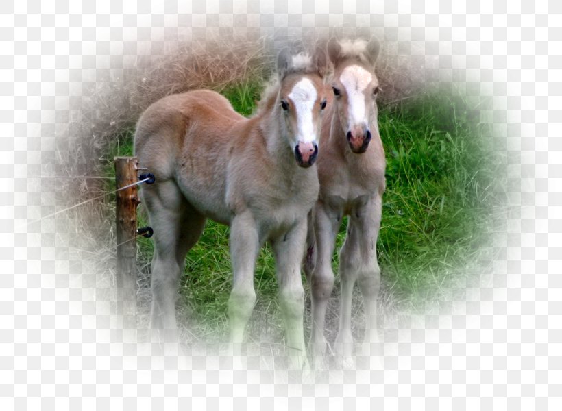 Mare Foal Mustang Shetland Pony, PNG, 800x600px, Mare, American Quarter Horse, Colt, Cuteness, Equestrian Download Free