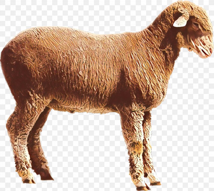 Sheep Boer Goat Pygmy Goat Clip Art, PNG, 2882x2573px, Sheep, Apng, Boer Goat, Cowgoat Family, Fawn Download Free
