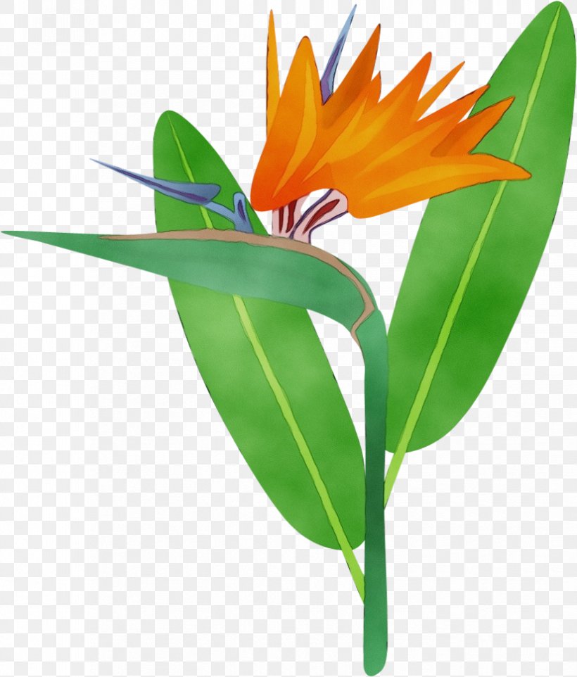 Bird Of Paradise, PNG, 825x968px, Watercolor, Bird Of Paradise, Birdofparadise, Butterfly, Cut Flowers Download Free