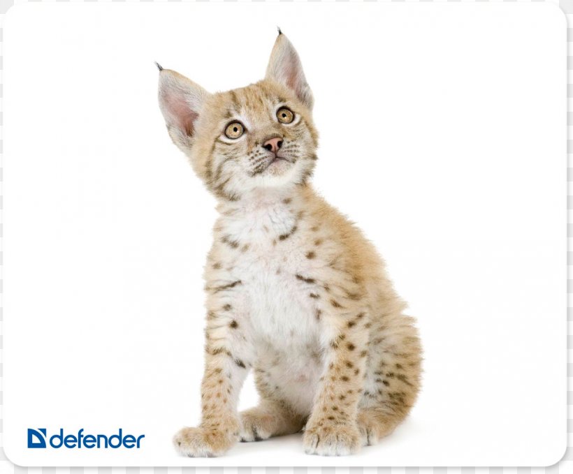 Computer Mouse Mouse Mats Computer Keyboard Lynx, PNG, 1223x1014px, Computer Mouse, American Wirehair, Asian, Bengal, California Spangled Download Free
