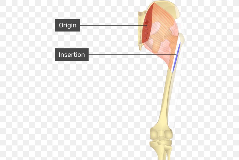 Gluteus Maximus Muscle Origin And Insertion Gluteal Muscles Anatomy, PNG, 470x550px, Gluteus Maximus Muscle, Adductor Longus Muscle, Anatomy, Gluteal Muscles, Gluteus Medius Muscle Download Free