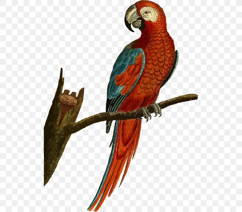 Parrot Cockatiel Budgerigar Bird Macaw, PNG, 523x720px, Parrot, Beak, Bird, Bird Flight, Budgerigar Download Free