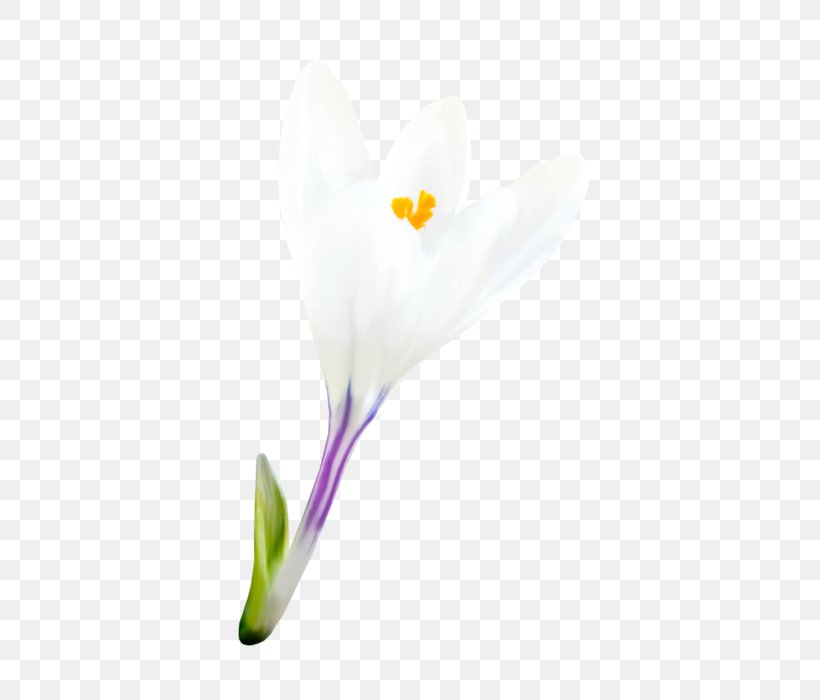 Spring Flower, PNG, 448x700px, Crocus, Alismatales, Arum, Arum Family, Arum Lilies Download Free