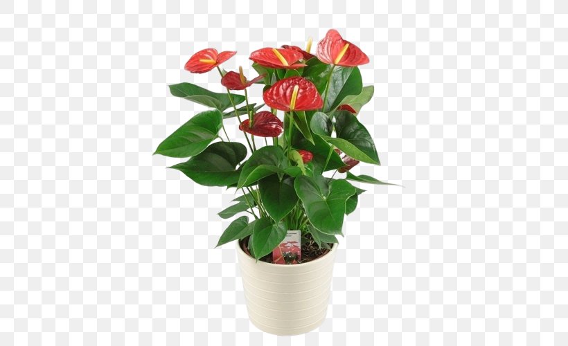 Flower Flowering Plant Anthurium Plant Flowerpot, PNG, 500x500px, Flower, Anthurium, Camellia, Crown Of Thorns, Flowering Plant Download Free