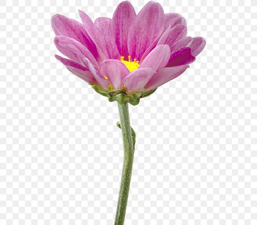 Flower Garden Cosmos Chrysanthemum Clip Art, PNG, 500x718px, Flower, Annual Plant, Aster, Chrysanthemum, Chrysanths Download Free