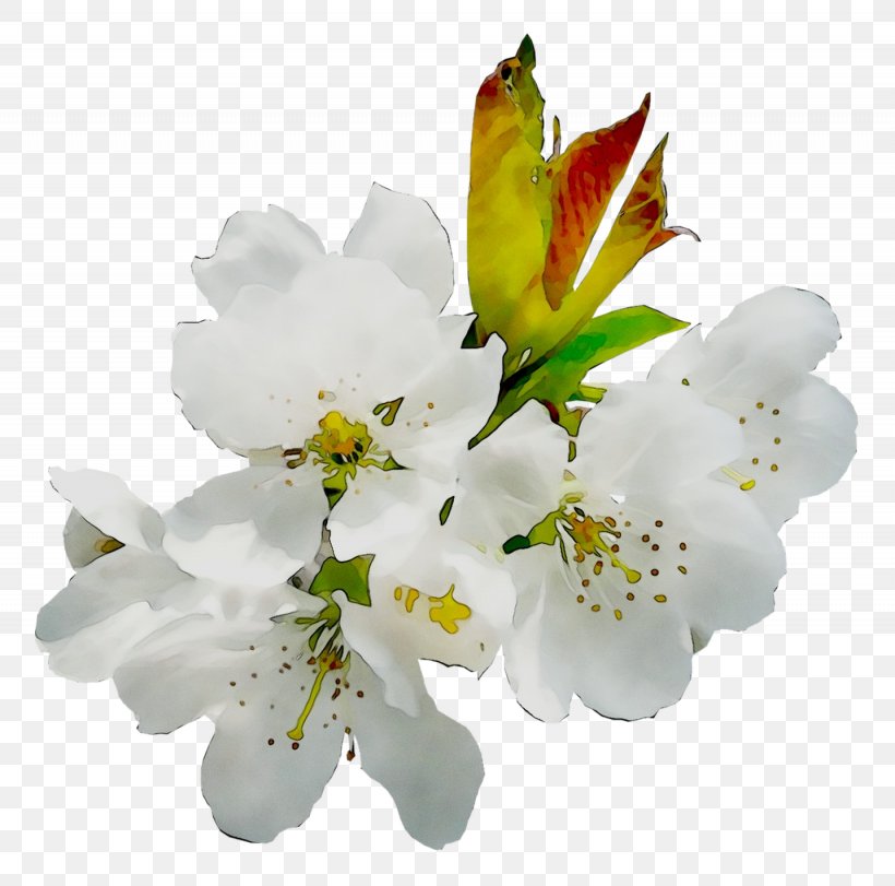 Lily Of The Incas ST.AU.150 MIN.V.UNC.NR AD Cut Flowers Cherry Blossom, PNG, 1435x1420px, Lily Of The Incas, Alstroemeriaceae, Blossom, Branch, Cherries Download Free