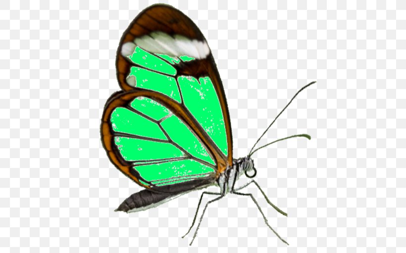 Monarch Butterfly Pieridae Gossamer-winged Butterflies Moth, PNG, 512x512px, Monarch Butterfly, Arthropod, Brush Footed Butterfly, Brushfooted Butterflies, Butterflies And Moths Download Free