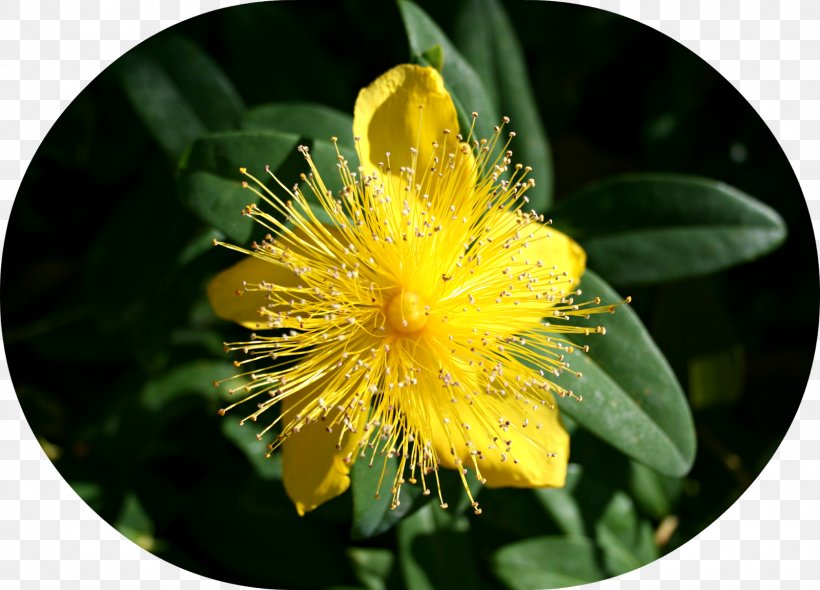 St. John's Wort Pollen, PNG, 1600x1152px, Pollen, Flower, Flowering Plant, Hypericaceae, Hypericum Download Free