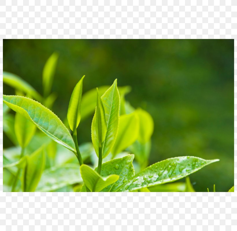 Tea Production In Sri Lanka White Tea Green Tea Camellia Sinensis, PNG, 800x800px, Tea, Black Tea, Caffeine, Camellia Sinensis, Essential Oil Download Free