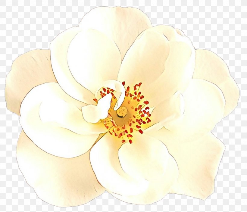White Petal Flower Plant Flowering Plant, PNG, 964x828px, Cartoon, Blossom, Flower, Flowering Plant, Magnolia Family Download Free