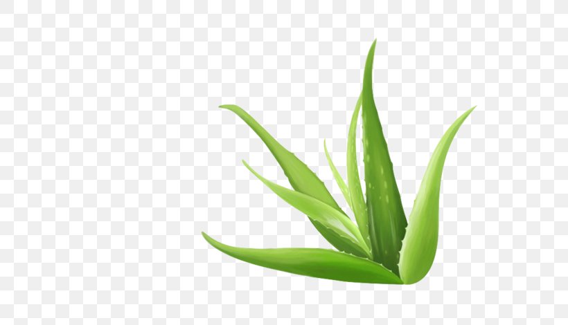 Aloe Vera, PNG, 658x470px, Aloe Vera, Aloe, Grass, Grass Family, Green Download Free