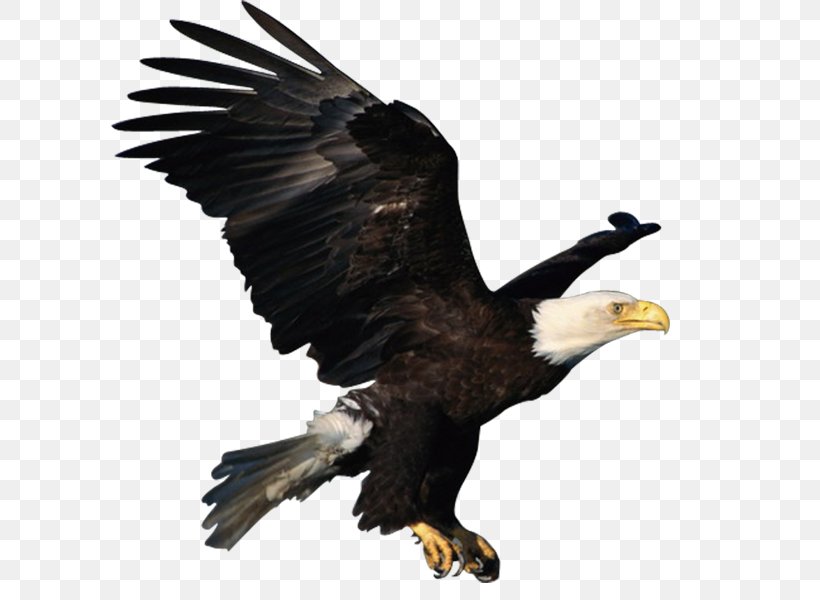 Atlxe9tico Clube Juventus Bald Eagle, PNG, 600x600px, Atlxe9tico Clube Juventus, Accipitriformes, Bald Eagle, Beak, Bird Download Free