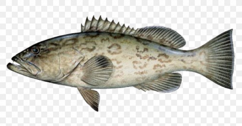 Black Grouper Mycteroperca Microlepis Florida Fishing, PNG, 840x440px, Watercolor, Cartoon, Flower, Frame, Heart Download Free