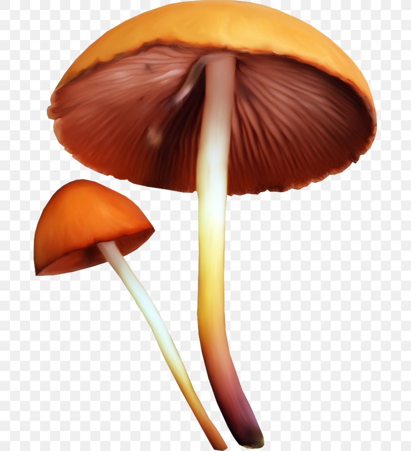 Edible Mushroom Fungus Clip Art, PNG, 685x900px, Edible Mushroom, Christmas, Fungus, Ingredient, Mushroom Download Free