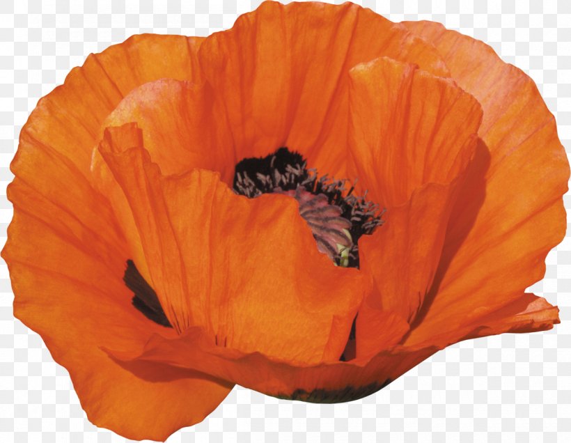 Flower Poppy Clip Art, PNG, 1200x932px, Flower, Flowering Plant, Orange, Peach, Petal Download Free