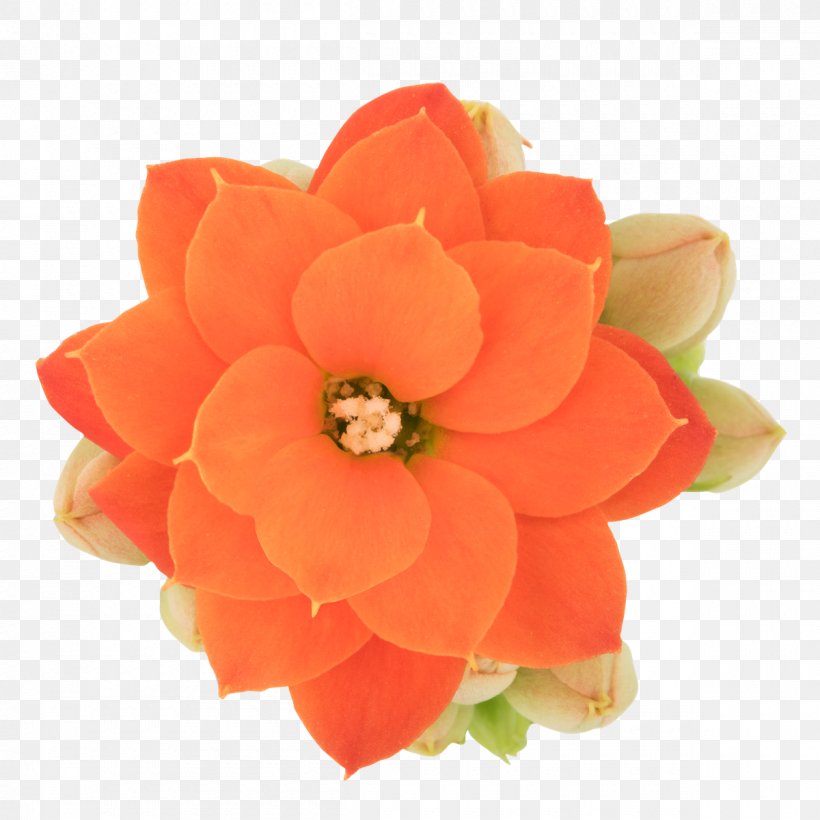 Petal Cut Flowers, PNG, 1200x1200px, Petal, Cut Flowers, Flower, Flowering Plant, Orange Download Free