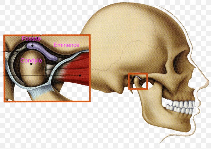 Temporomandibular Joint Dysfunction Mandible Jaw, PNG, 1037x737px, Watercolor, Cartoon, Flower, Frame, Heart Download Free