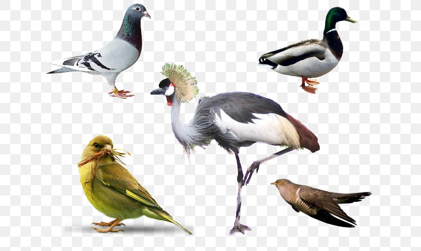 Bird Grey Crowned Crane, PNG, 650x488px, Bird, Animal, Beak, Crane, Duck Download Free